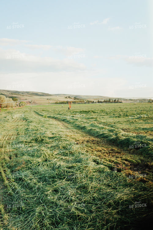 Wheat Green Chopped for Forage 83166