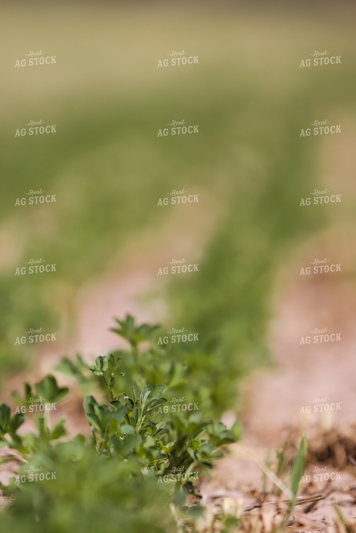 Young Alfalfa Field 83031