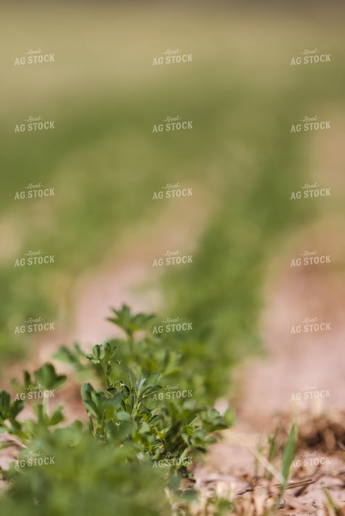 Young Alfalfa Field 83031