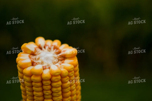 Broken Corn Ear 191251