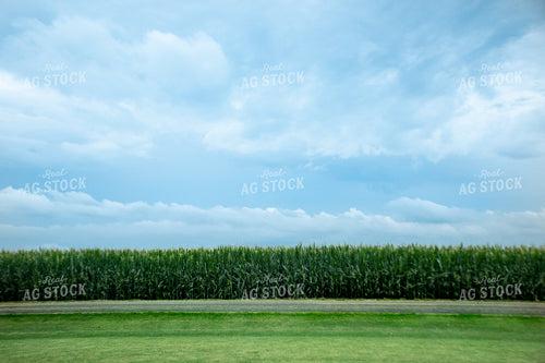 Storm Over a Corn Field 25280