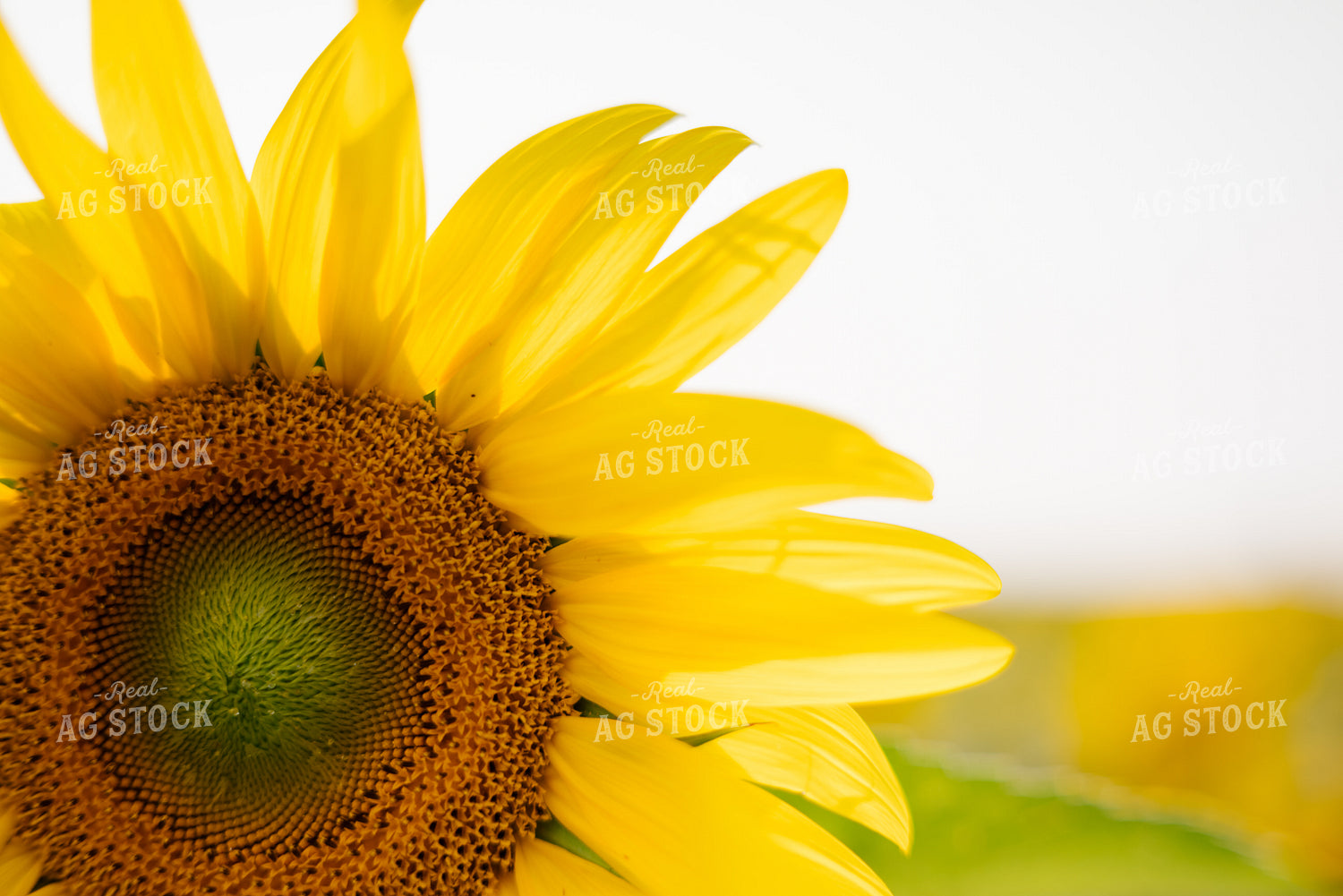 Sunflower Close Up 137077