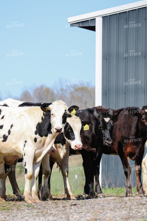 Mixed Holstein and Crossbred Cattle with Ear Tags Near Farm Building 412003