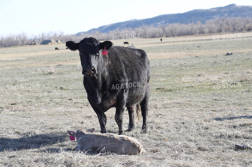 Cow Calf Pair 117221