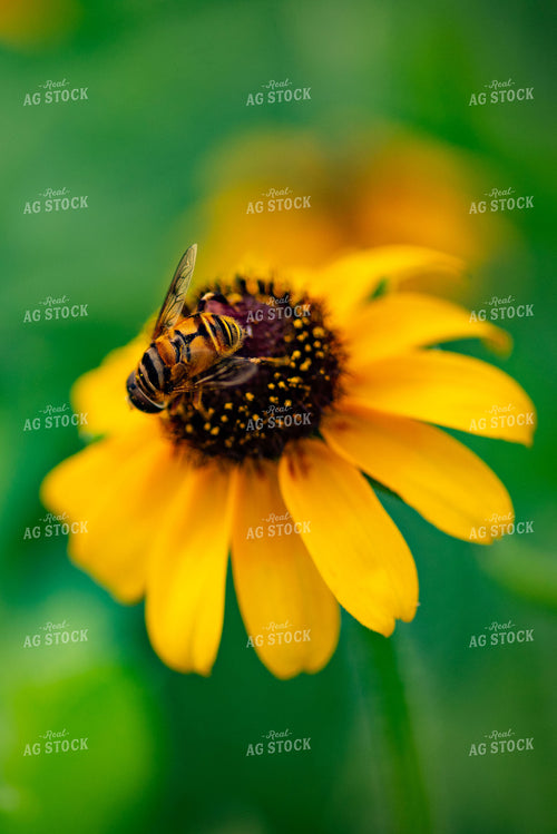 Bee on Zinnia 136276