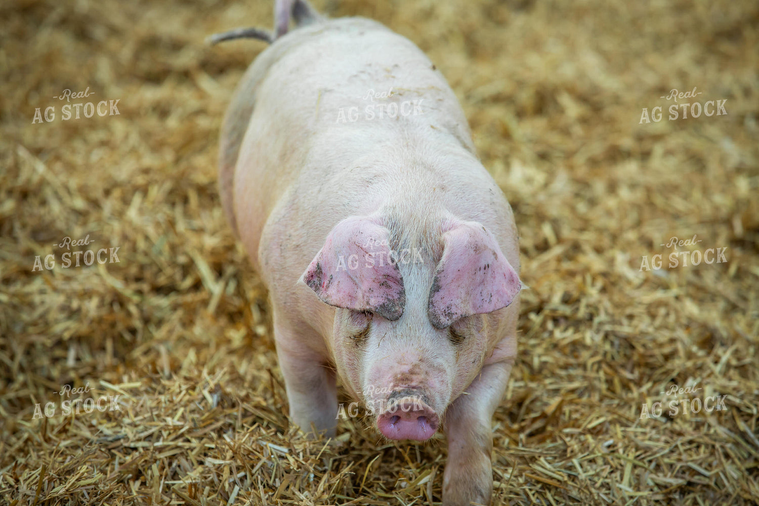 Indoor Pig 270529