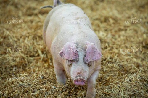 Indoor Pig 270529