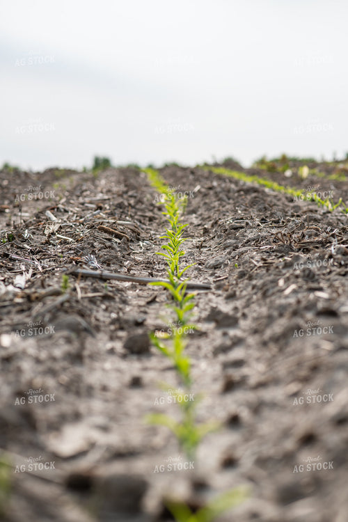 Emerging Corn 76677