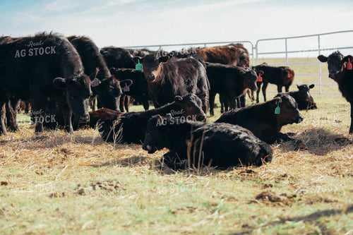 Cows and Calves in Grassy Pen 53082