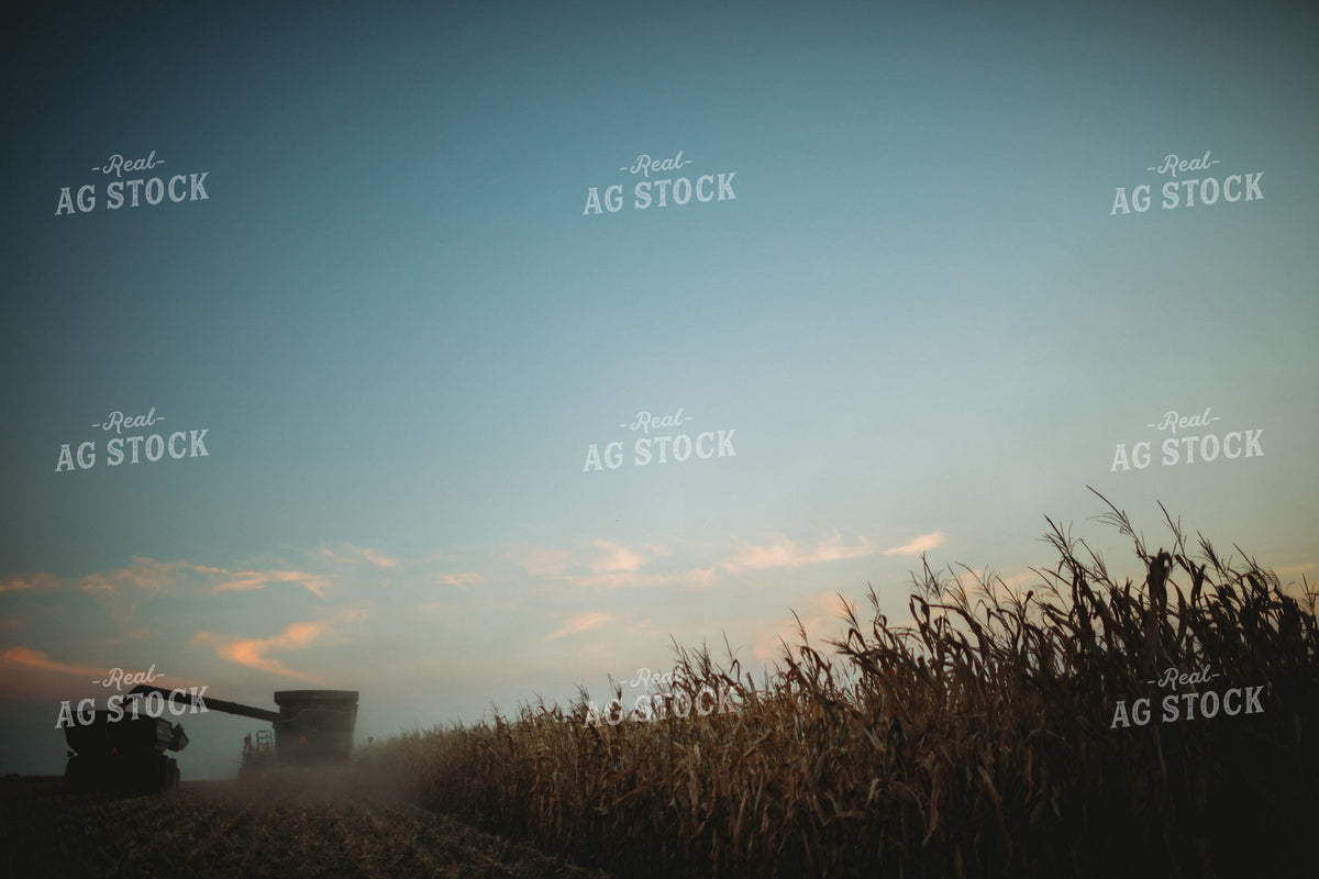 Combine Harvesting Corn at Dusk with Dramatic Sky 400058