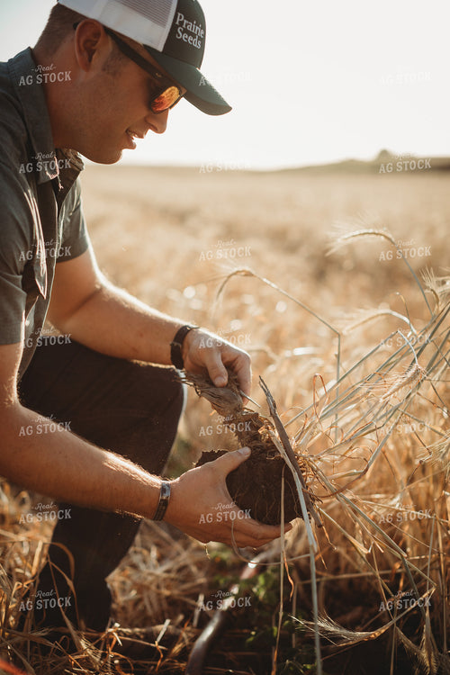 Farmer Agronomist Holding Soil in Soybean and Rye Cover Crop Field 5820
