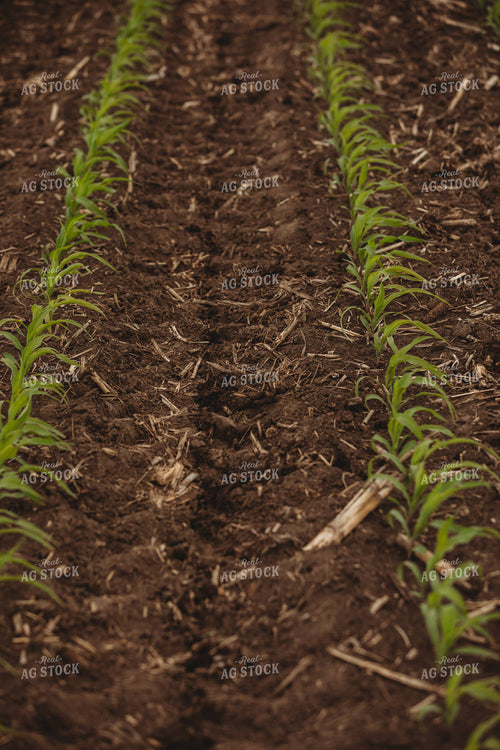 Side Dressing Fertilizer in Corn Field 5741