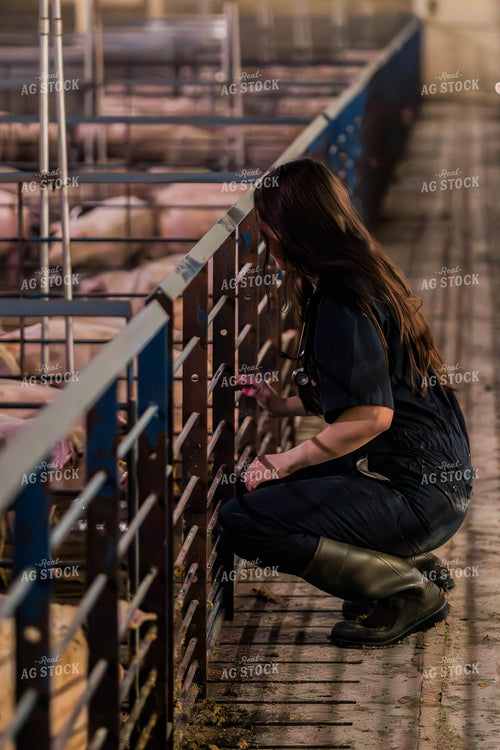 Female Veterinarian Checking Weaned Pigs 289099