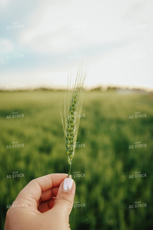 Hand Holding Wheat 83142