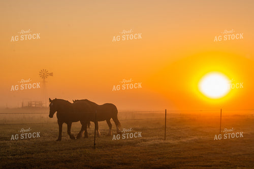 Draft Horses on Pasture at Sunset 299164
