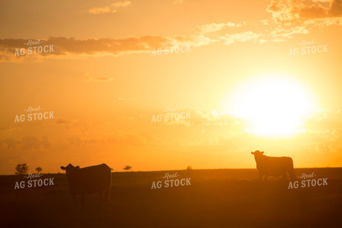 Cattle 1700
