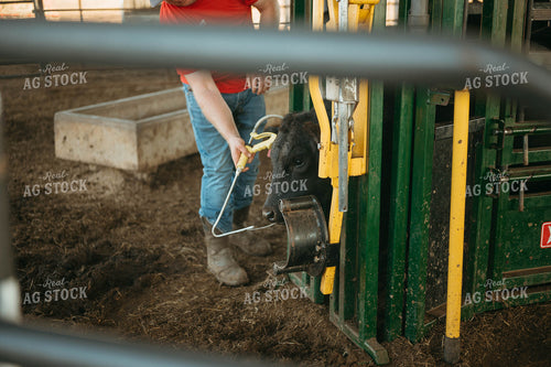 Processing Cattle in Chute 125208