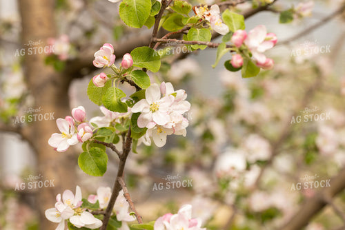 Apple Blossoms 161155