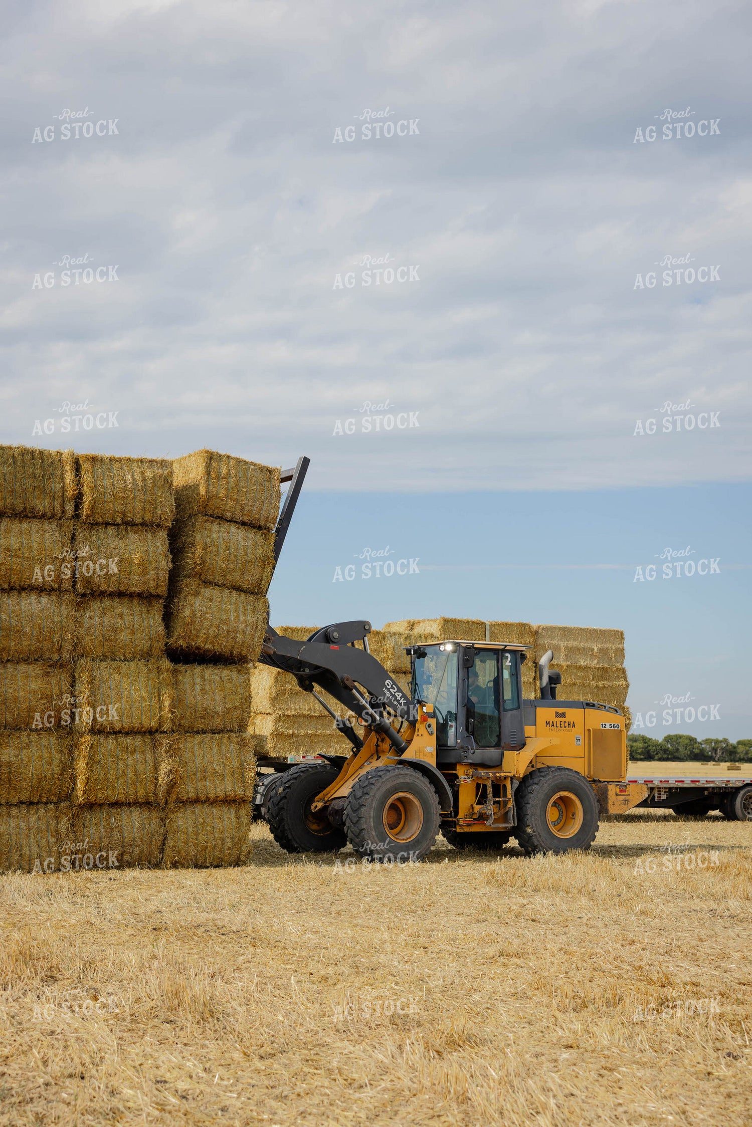 Loading Wheat Straw Bales 296080
