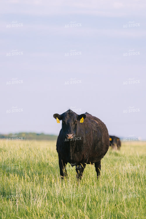 Black Angus Cattle on Pasture 68240