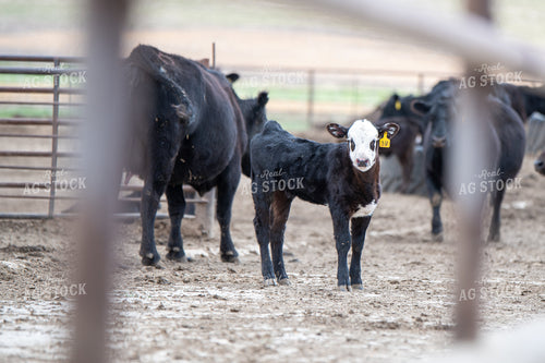 Cow Calf Operation 193018