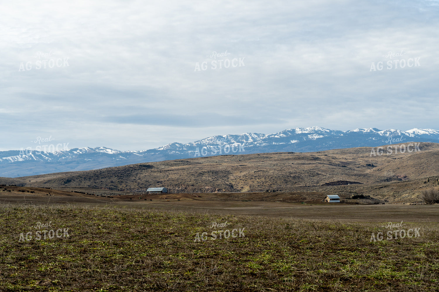 Ranch Scene 65580