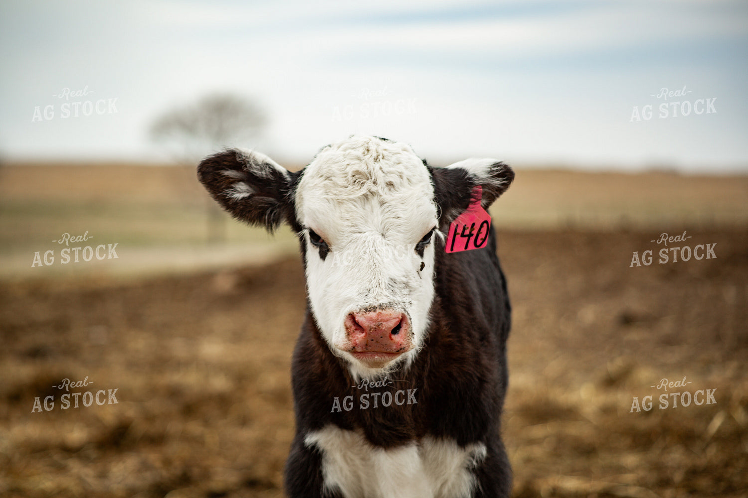 Black Baldy Calf 155670