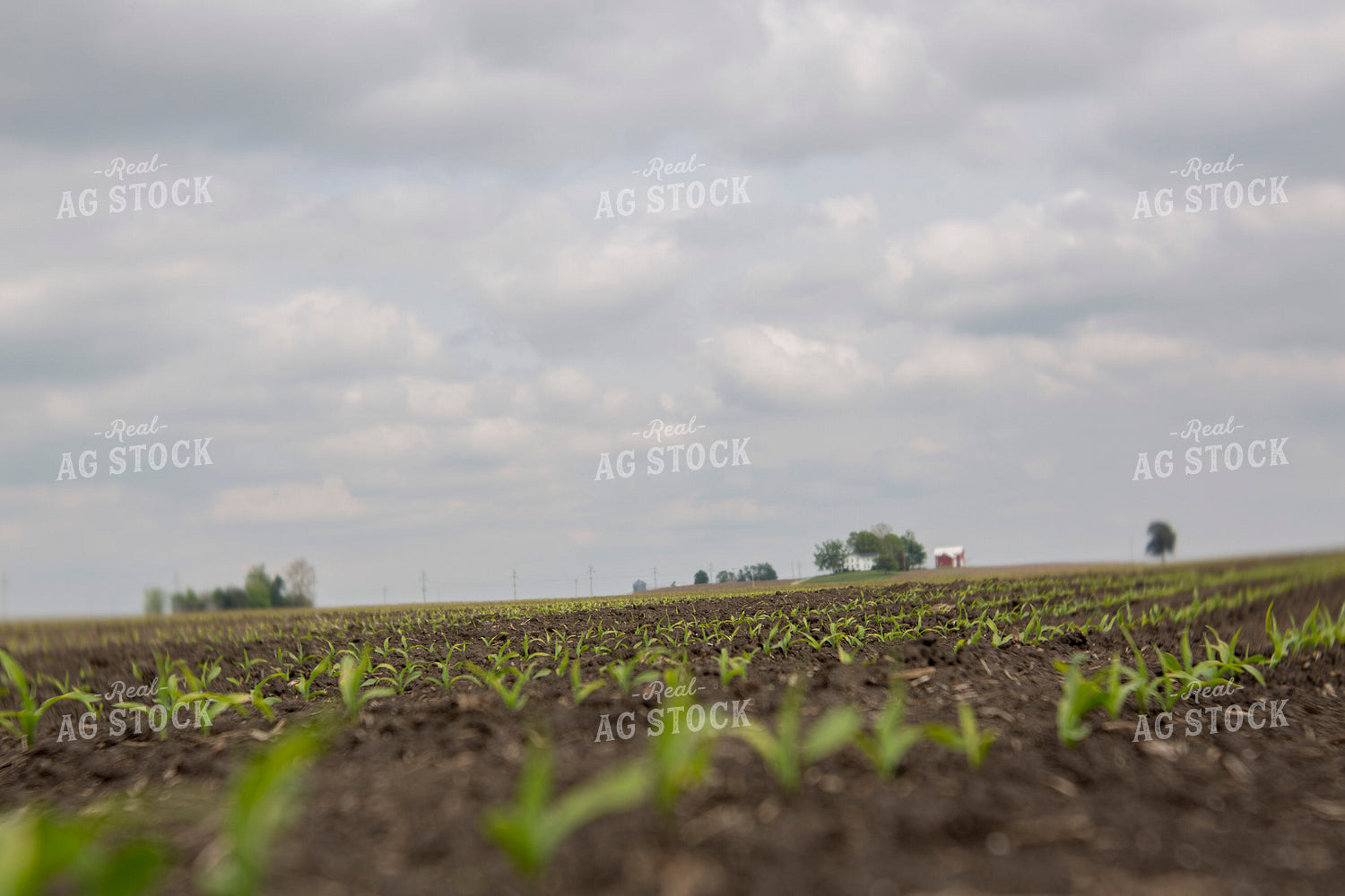Corn - Early Growth 1043