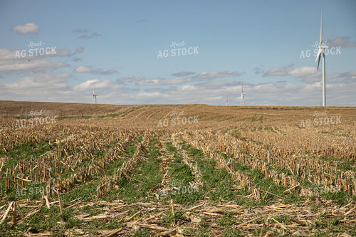 Cover Crops in Corn Stalks 67193
