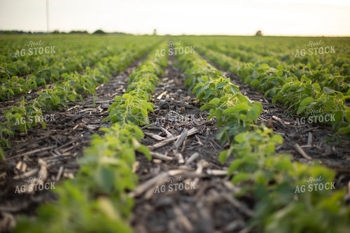 Mid-Season Soybeans 93102