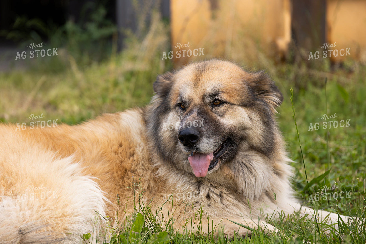 Farm Dog 52370