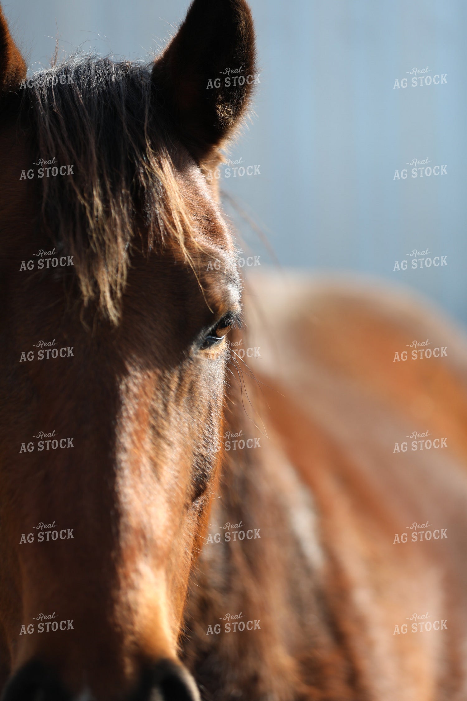 Horse Close Up 305002
