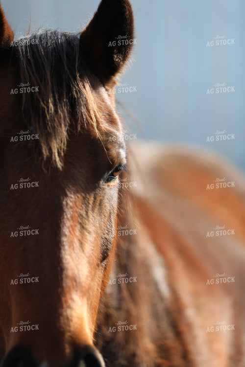 Horse Close Up 305002