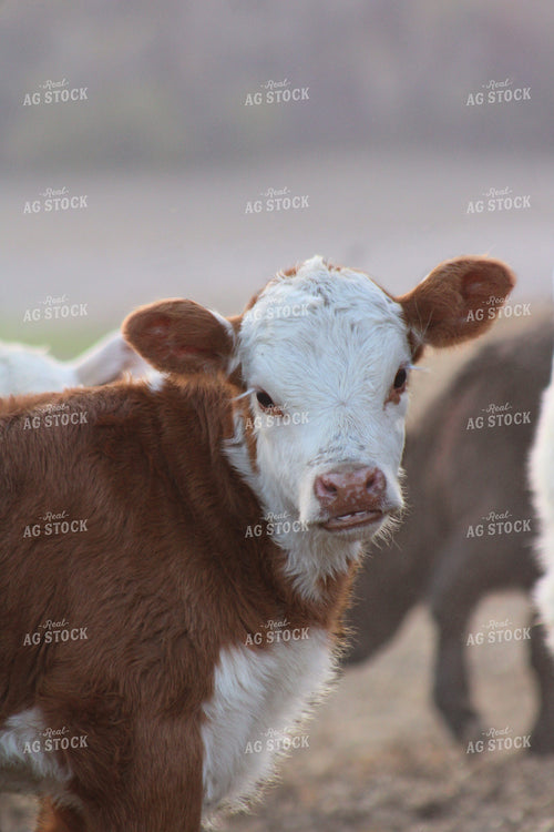 Hereford Calf 194007