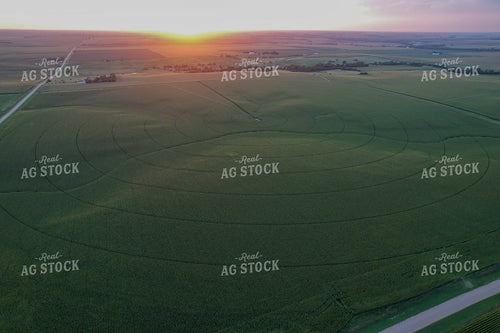 Aerial of Mid-Season Corn Field 65605