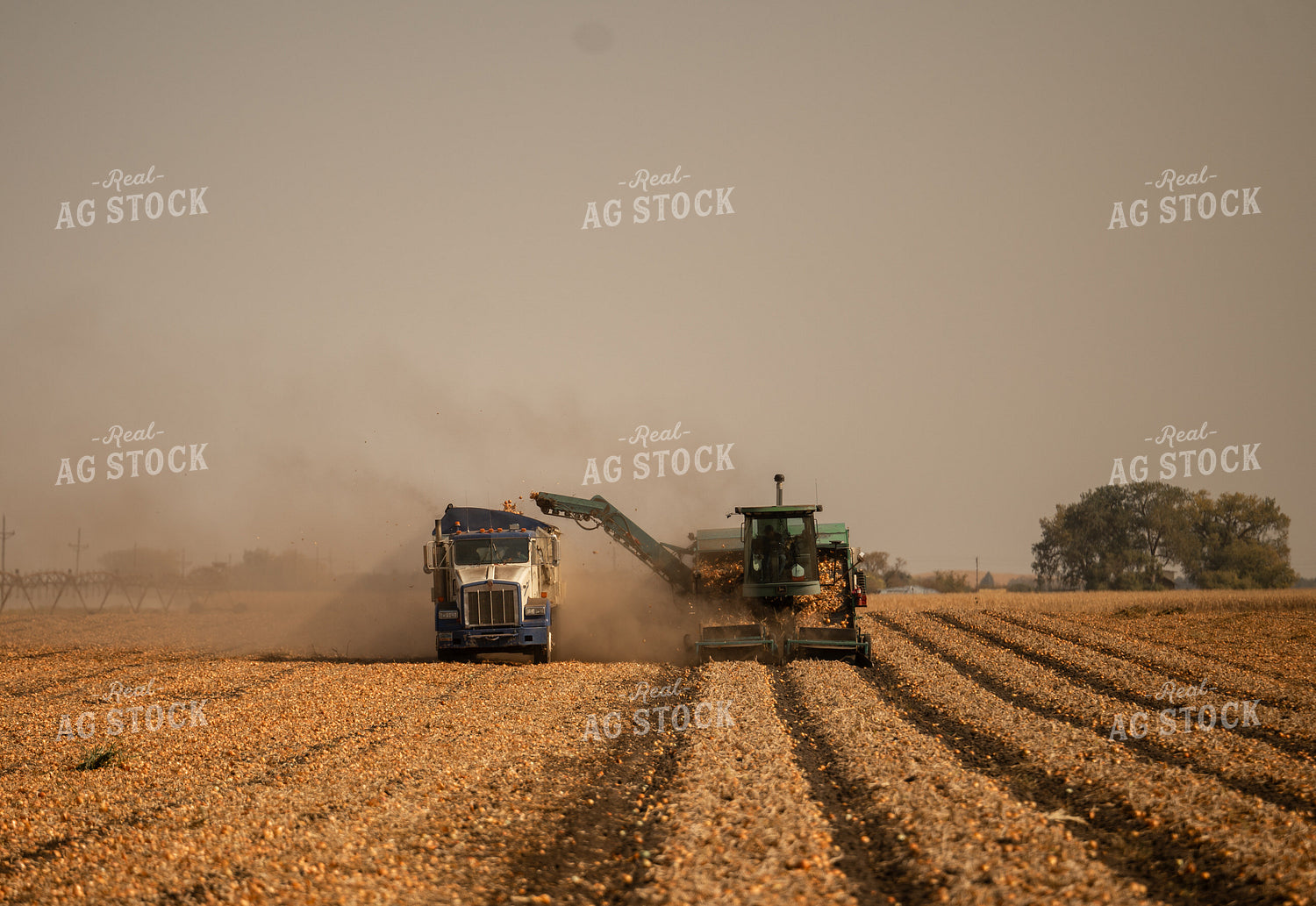 Onion Harvest 185172