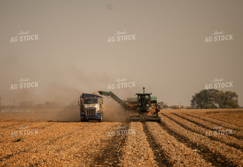 Onion Harvest 185172
