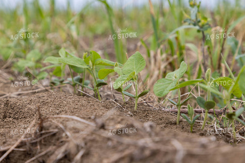Early Growth Soybeans Planted into Cover Crops 79627