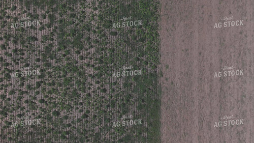 Vertical Tillage 239389