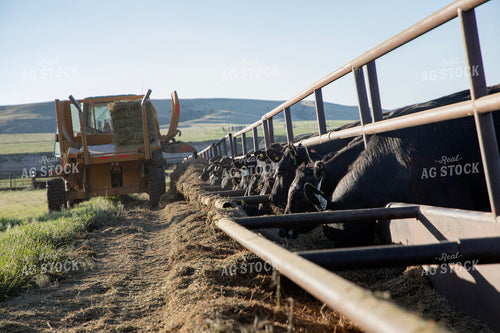 Feeding Cattle 117077