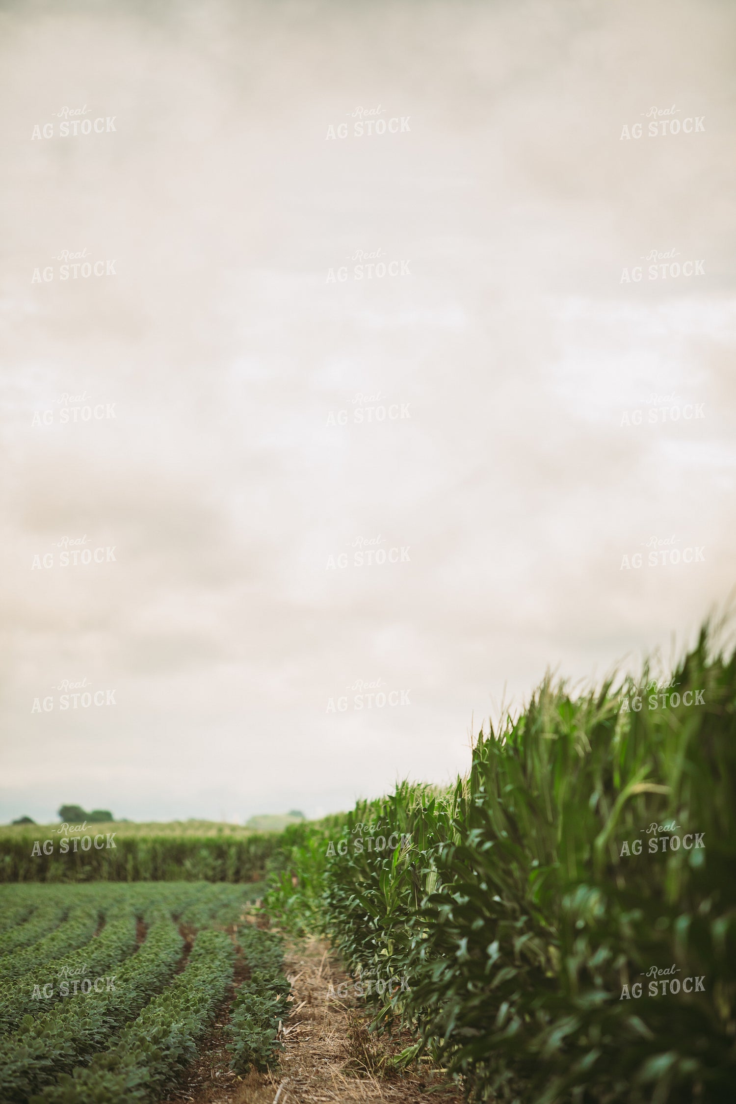 Green Corn and Soybean Field Border 6285