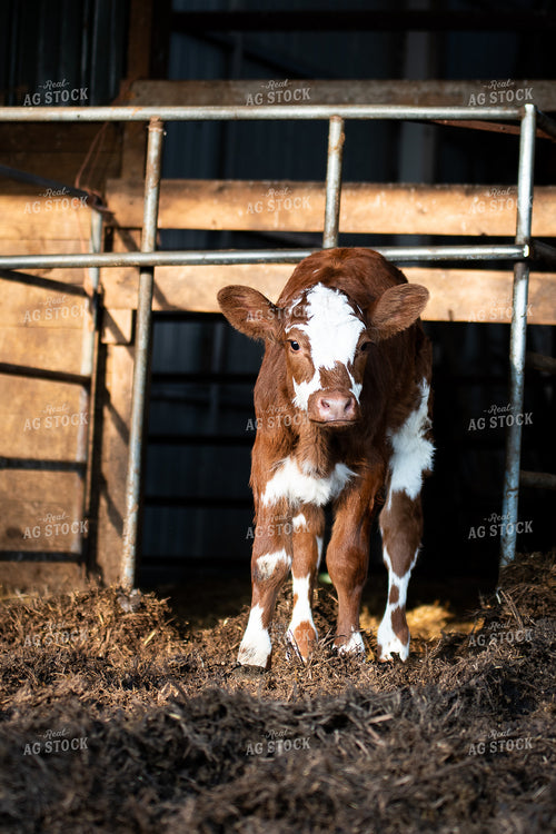 Hereford Calf in Farmyard 50216