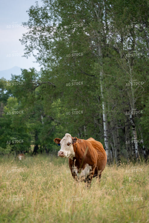 Hereford Cow on Pasture 65949