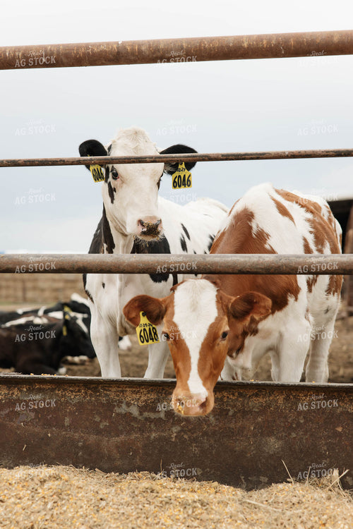 Holstein Calves 152764