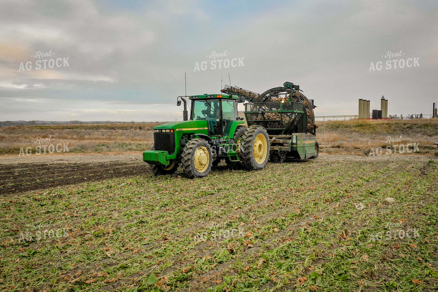 Sugar Beet Harvest 56501