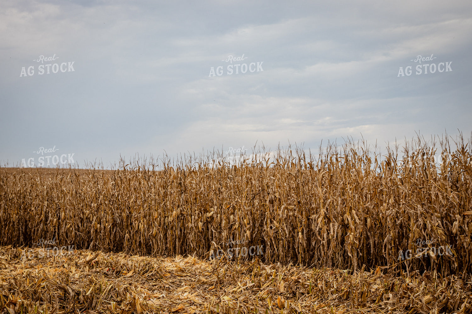 Dried Field of Corn 268188