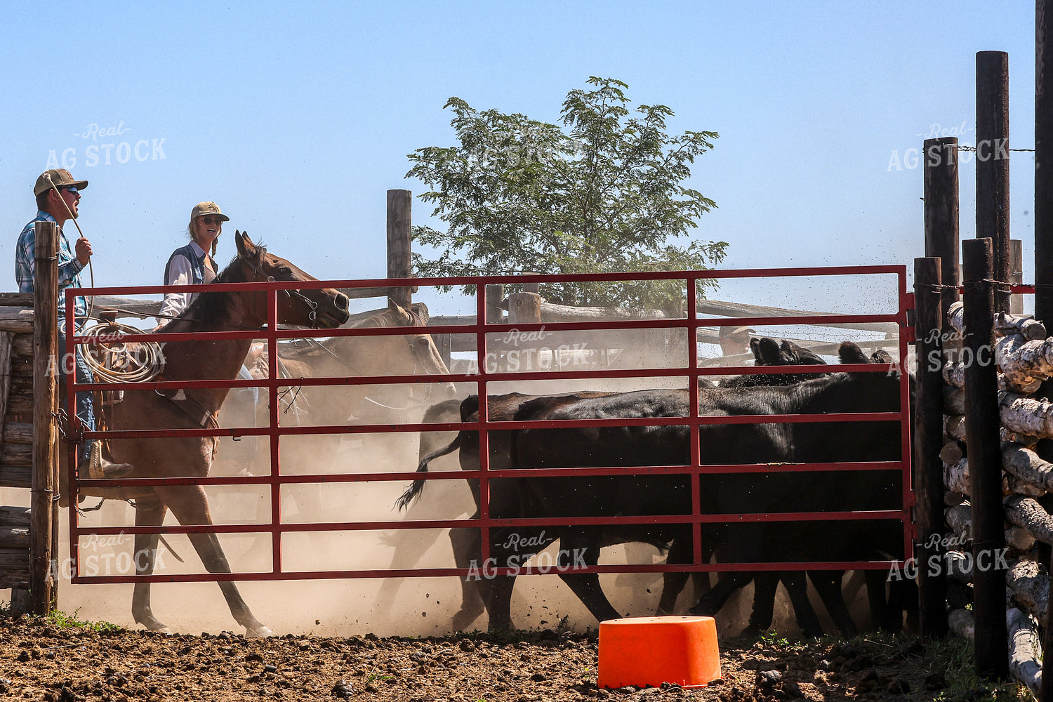 Working Cattle 261113