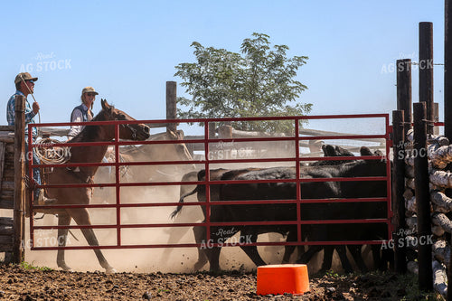 Working Cattle 261113