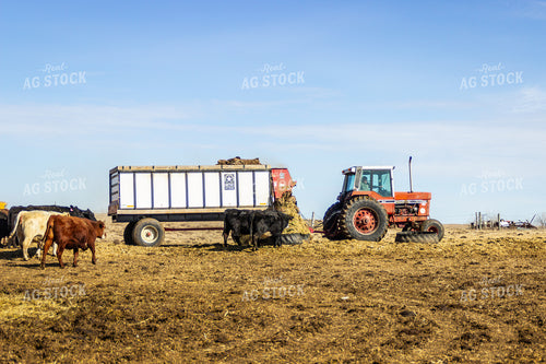 Feeding Cattle 155161