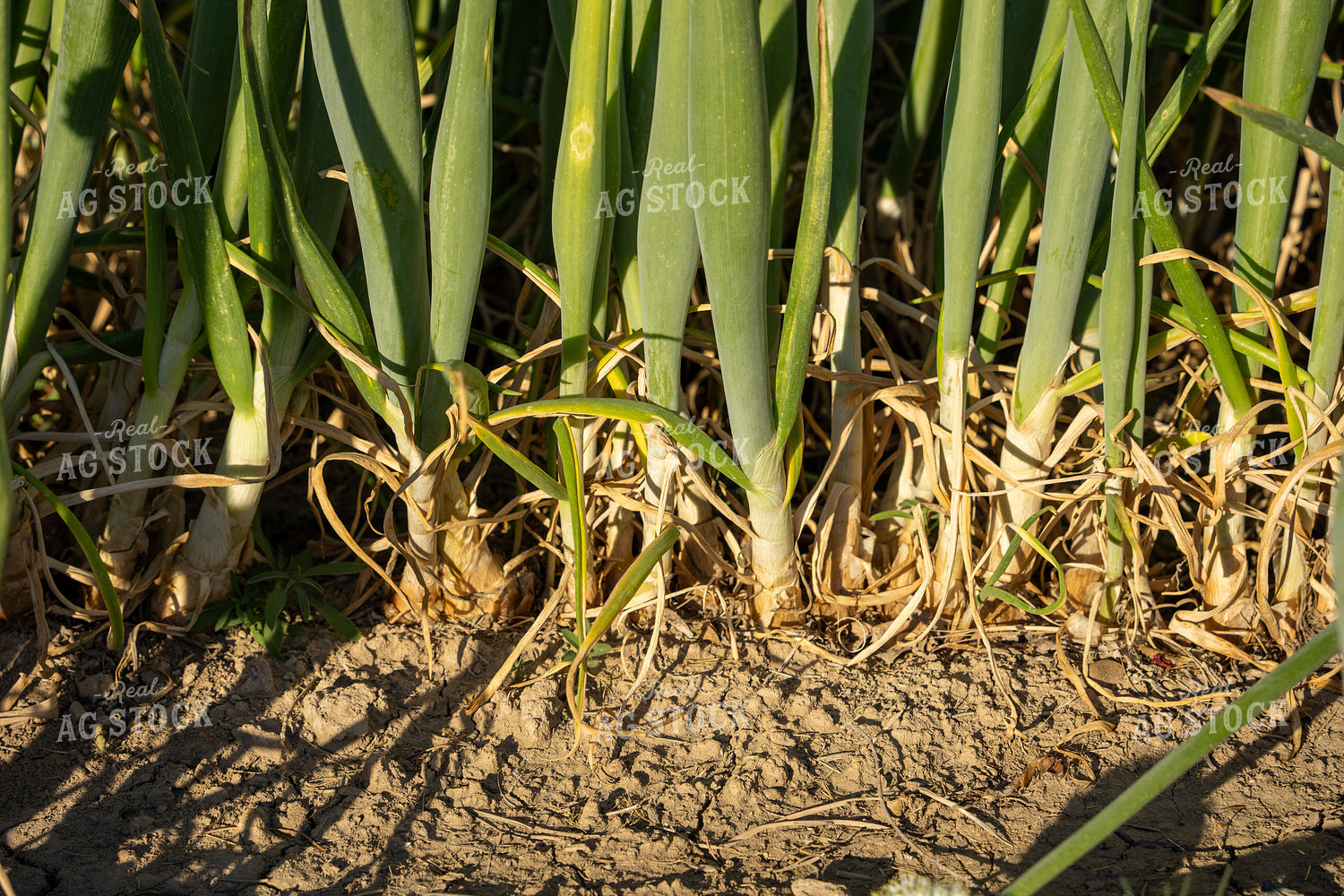 Onion Seed Field 65813